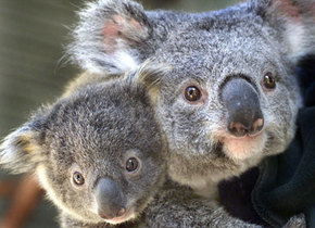 Symbio Wildlife Gardens - Accommodation Burleigh 1