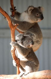 Waterways Wildlife Park - Accommodation Burleigh 1