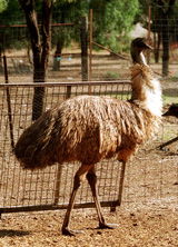 Waterways Wildlife Park - Accommodation Burleigh 2