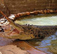Wyndham Zoological Gardens and Crocodile Park - Accommodation Burleigh