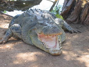 Wyndham Zoological Gardens And Crocodile Park - Accommodation Burleigh 2