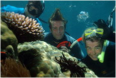 Dolphin Wild - Accommodation Burleigh 1