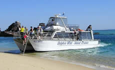 Dolphin Wild - Accommodation Burleigh 2