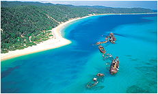 Dolphin Wild - Accommodation Burleigh 3