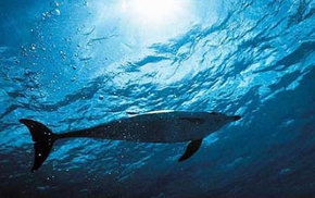 Dolphcom - Dolphin & Whale Swimming Adventures - Accommodation Burleigh 1