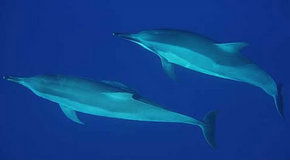 Dolphcom - Dolphin & Whale Swimming Adventures - Accommodation Burleigh 3