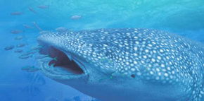 Ningaloo Blue Dive - Accommodation Burleigh 1