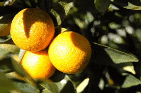 Kinloch Wines - Accommodation Burleigh 1