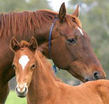 Blue Gum Farm - Accommodation Burleigh