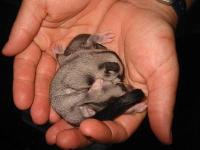  Accommodation Burleigh