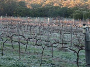 Lion Mill Vineyards - Accommodation Burleigh 1