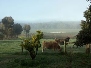Lion Mill Vineyards - Accommodation Burleigh 2