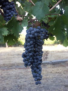 Lion Mill Vineyards - Accommodation Burleigh 3