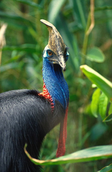 David Fleay Wildlife Park - Accommodation Burleigh 0