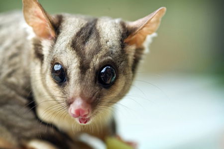 David Fleay Wildlife Park - Accommodation Burleigh 1