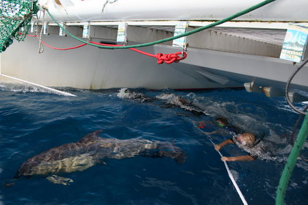 Dolphin Swim Australia - Accommodation Burleigh 1