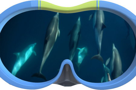 Dolphin Swim Australia - Accommodation Burleigh 3