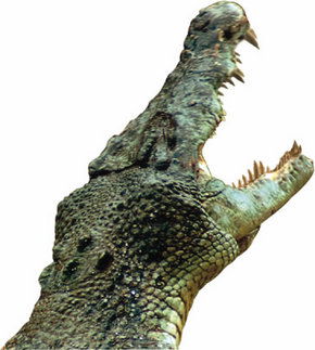 Crocodylus Park - Accommodation Burleigh 3