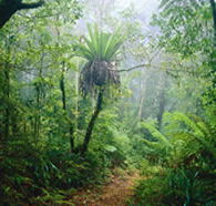 Lamington National Park and OReillys - Accommodation Burleigh
