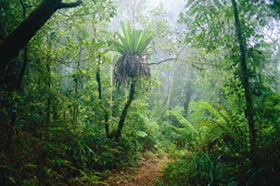 Lamington National Park And OReillys - Accommodation Burleigh 0