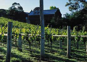 Goona Warra Vineyard - Accommodation Burleigh 1