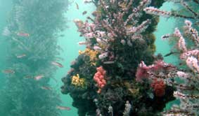 Underwater Sports Diving Centre - Accommodation Burleigh 2