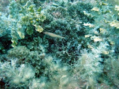 Underwater Sports Diving Centre - Accommodation Burleigh 3