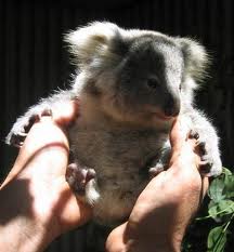 Koala Park Sanctuary - Accommodation Burleigh 1
