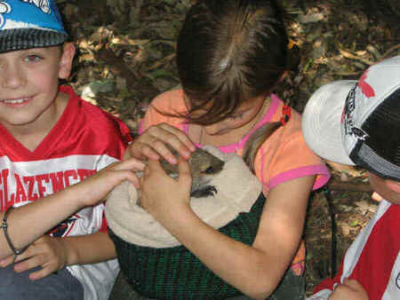 Koala Park Sanctuary - Accommodation Burleigh 3