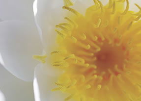 Crown Spa - Accommodation Burleigh 2