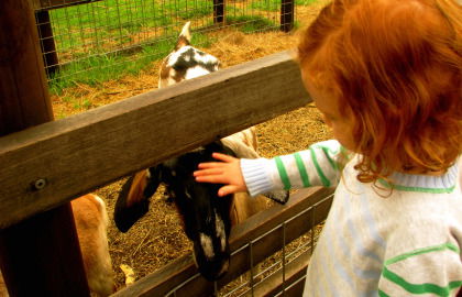 Collingwood Children's Farm - Accommodation Burleigh 0