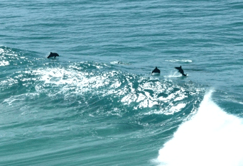 Beach Trekkers North Stradbroke Island - Accommodation Burleigh 2