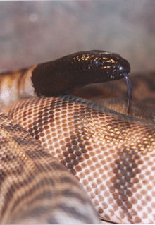 Armadale Reptile & Wildlife Centre - Accommodation Burleigh 4