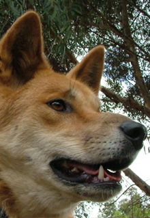 Armadale Reptile & Wildlife Centre - Accommodation Burleigh 5