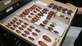 Western Australian Museum - Accommodation Burleigh 1