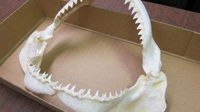 Western Australian Museum - Accommodation Burleigh 2