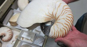 Western Australian Museum - Accommodation Burleigh 3