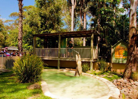 Featherdale Wildlife Park - Accommodation Burleigh 2