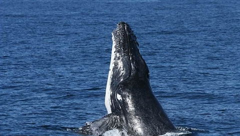Spirit Of Gold Coast Whale Watching - Accommodation Burleigh 3