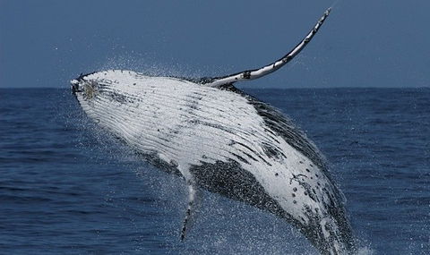 Spirit Of Gold Coast Whale Watching - Accommodation Burleigh 4