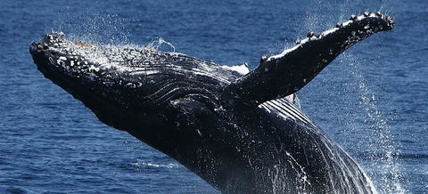 Spirit Of Gold Coast Whale Watching - Accommodation Burleigh 5