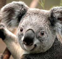 Potoroo Palace - Accommodation Burleigh