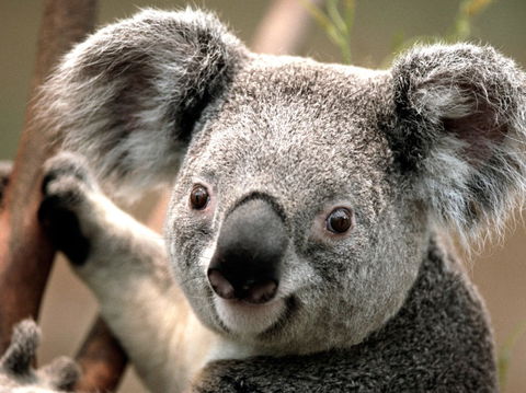 Potoroo Palace - Accommodation Burleigh 0