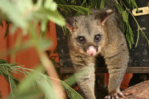 Potoroo Palace - Accommodation Burleigh 3