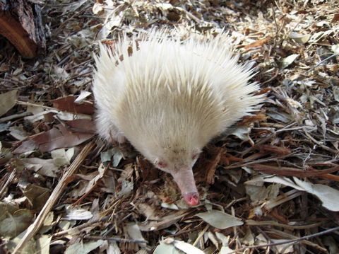 Potoroo Palace - Accommodation Burleigh 4