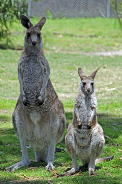 Potoroo Palace - Accommodation Burleigh 5