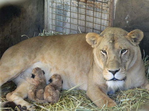 Darling Downs Zoo - Accommodation Burleigh 2