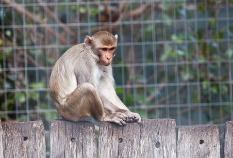 Darling Downs Zoo - Accommodation Burleigh 5