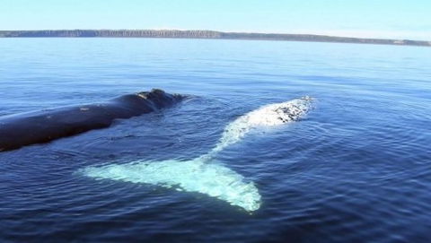 Australian Whale Watching - Accommodation Burleigh 9