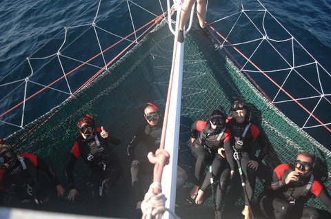 Dolphin Swim Australia - Accommodation Burleigh 4